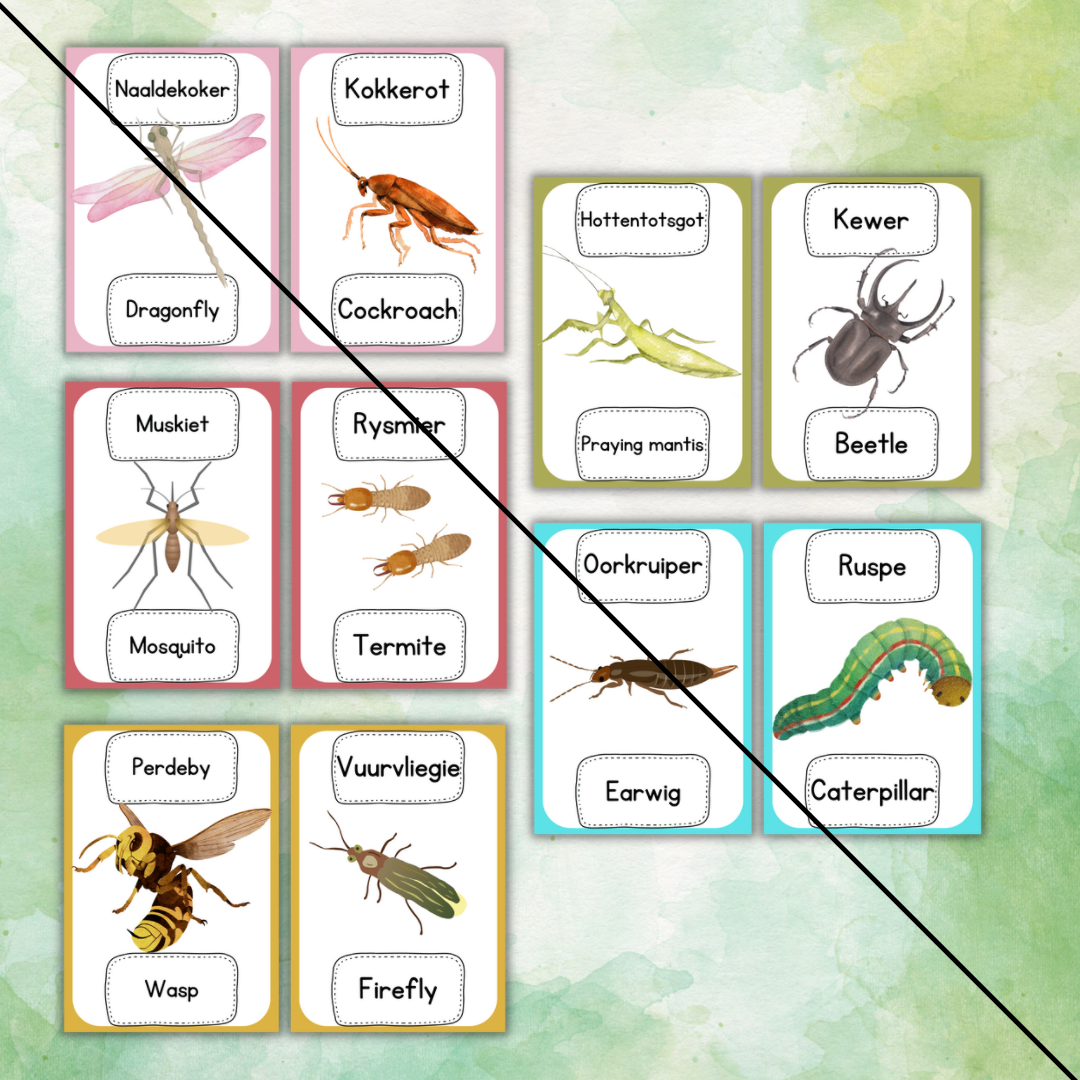Insects/Insekte Bilingual Flashcards