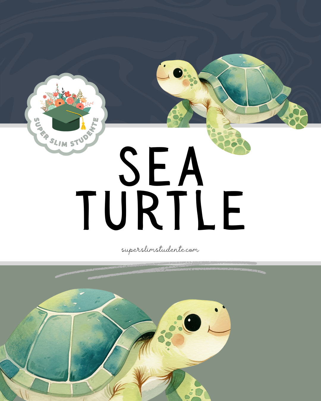 Sea Turtle Theme