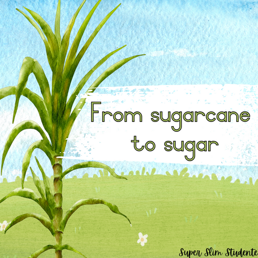 From sugarcane to sugar