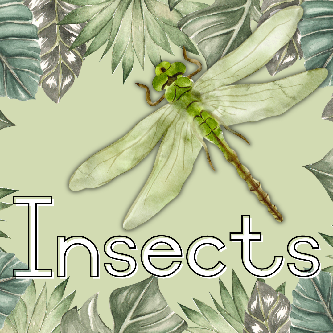 Insects Theme Posters