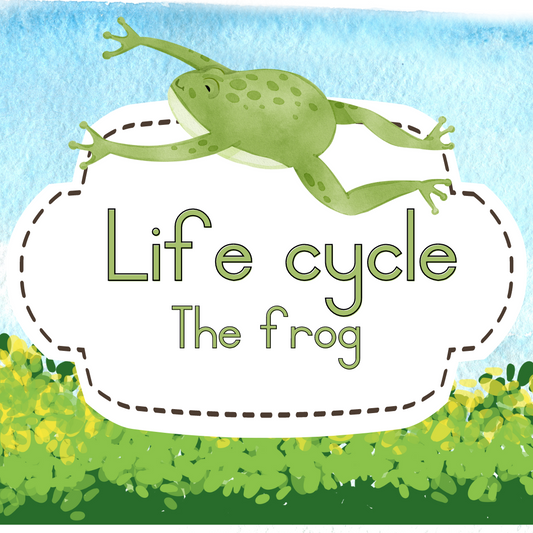 Life Cycle: The frog