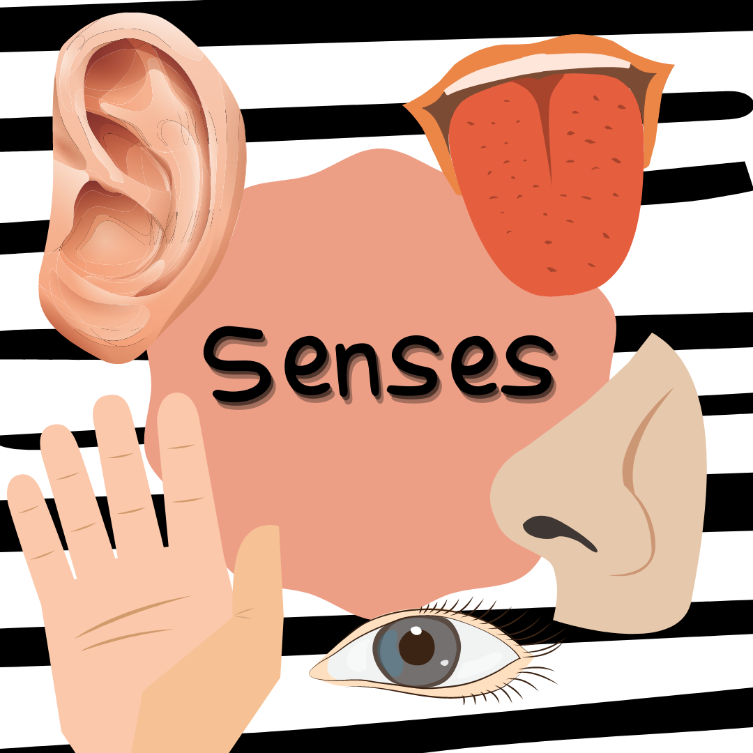 Senses