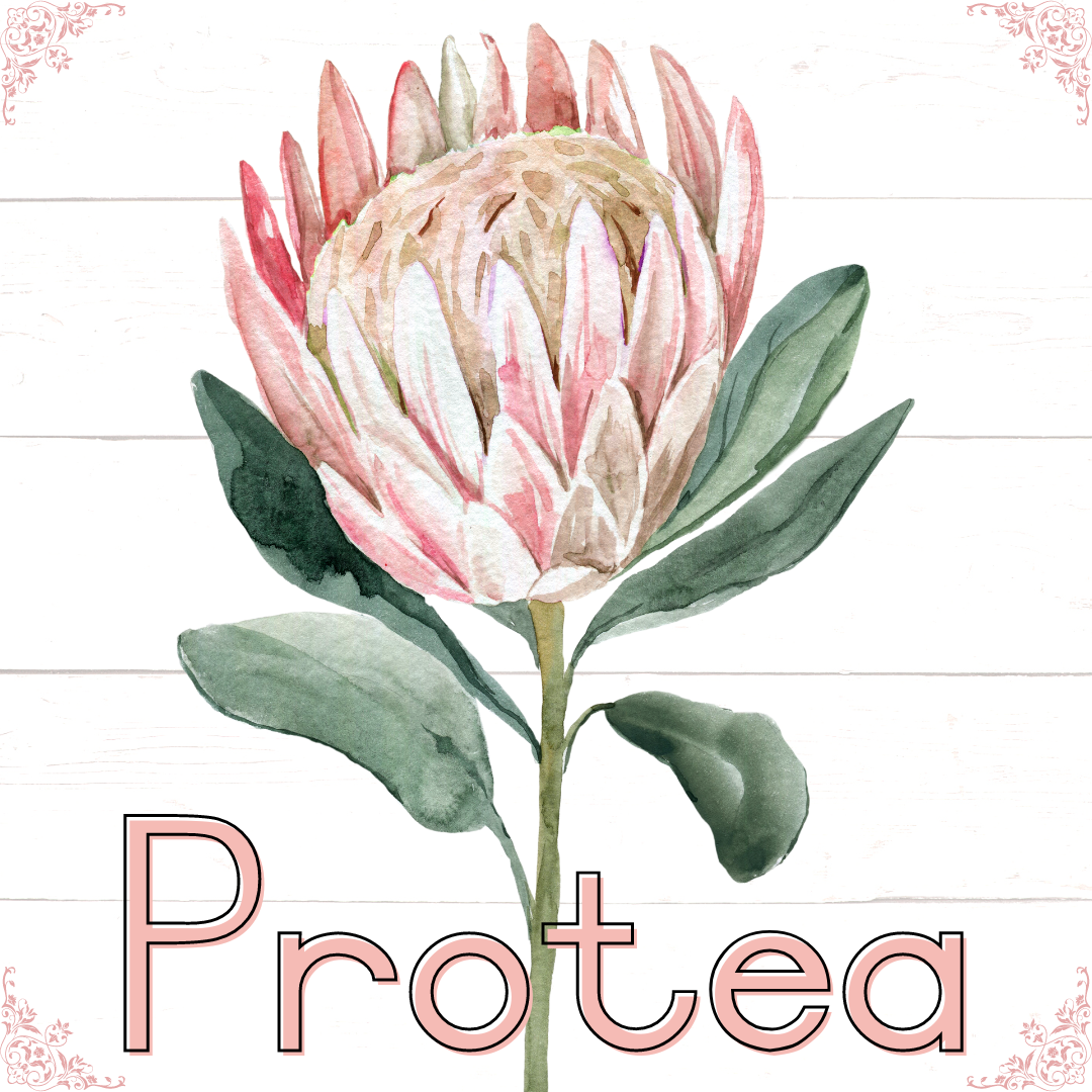 Protea Theme